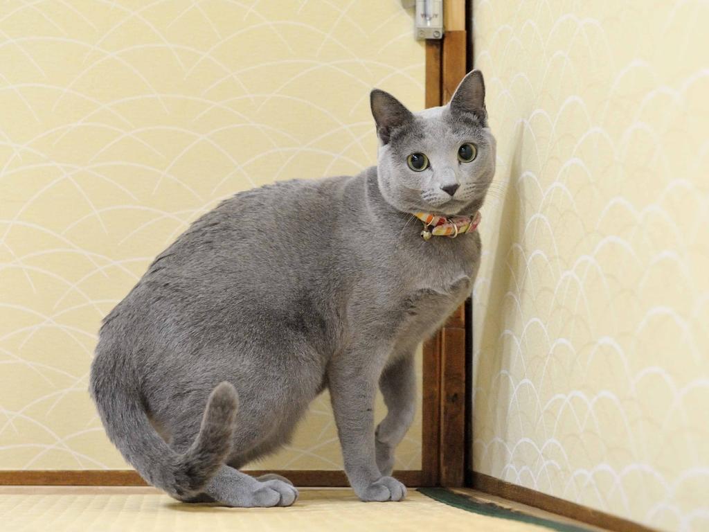 קיוטו Fujiya Ryokan מראה חיצוני תמונה